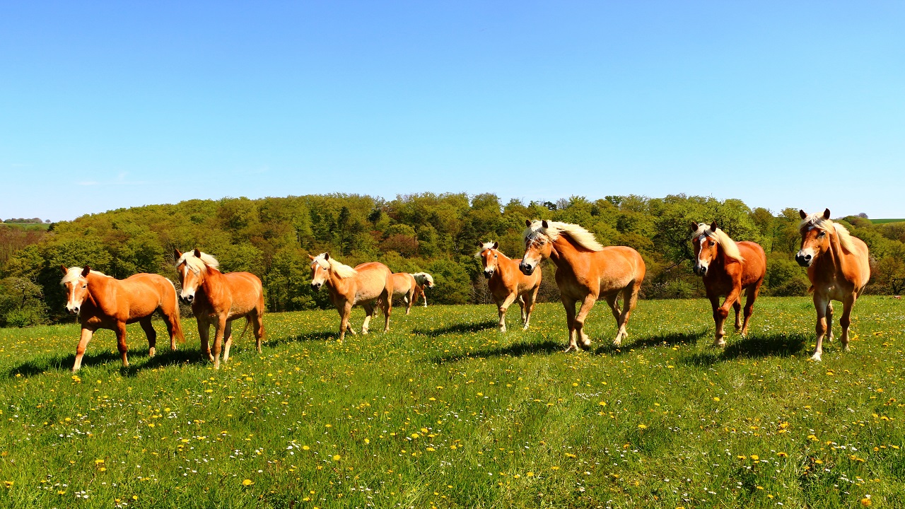 Les Prairies de la Lanterne