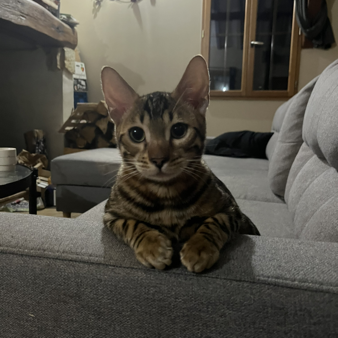 avatar